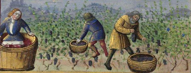 Middeleeuwse wijnoogst
