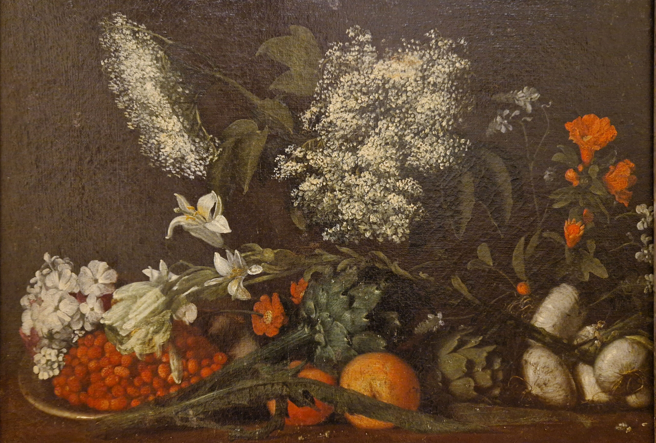 Vlierbloesem, Anonieme Toscaanse schilder, 17de eeuw, Museo della Natura Morta, Poggio a Caiano