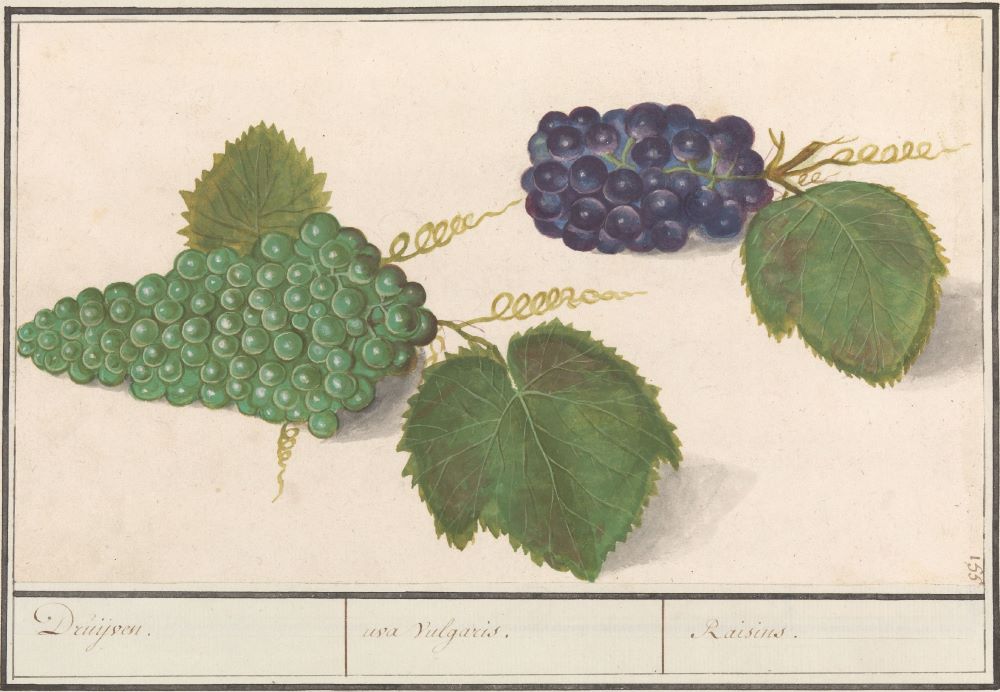 Druif (Vitis vinifera), Anselmus Boëtius de Boodt, 1596-1610, Rijksmuseum